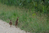 Fasianus Colchicus (Fagiano) 1